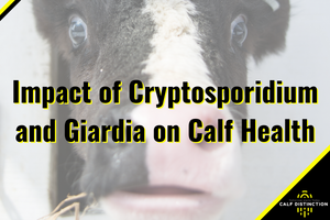 Impact of Cryptosporidium and Giardia on Calf Health