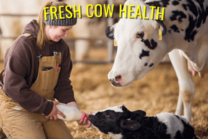 Salud de la vaca fresca
