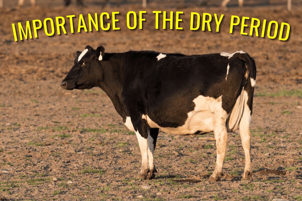Importance of the Dry Period