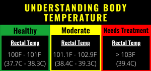 6 tekens van kalfwelstand - begrip van liggaamstemperatuur