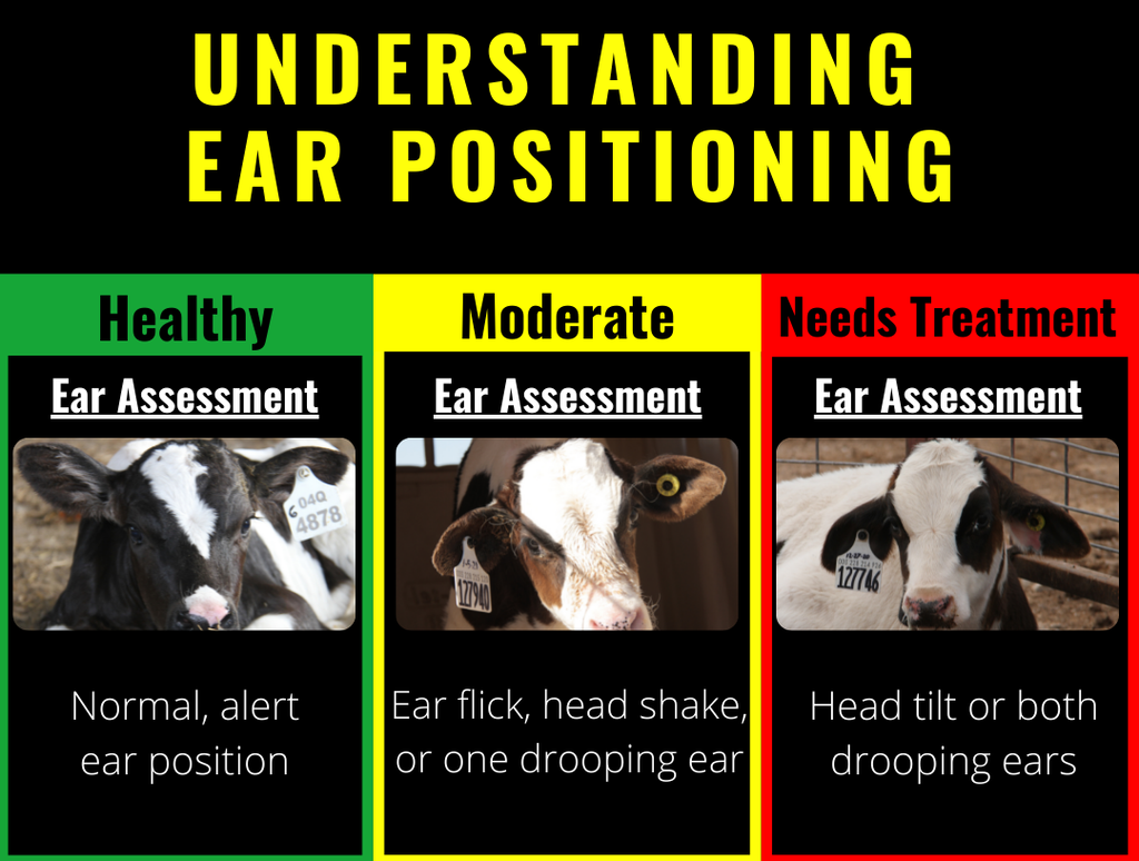 6 Signs of Calf Wellness - Understanding Ear Positioning