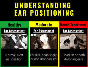 6 signos del bienestar de becerros: comprender el posicionamiento del oído