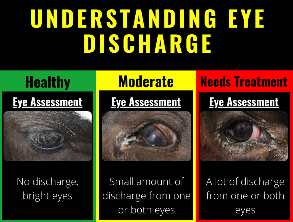 6 Signs of Calf Wellness- Understanding Eye Discharge