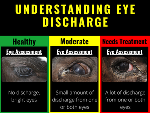 6 signos del bienestar de becerros: comprender las secreciones oculares
