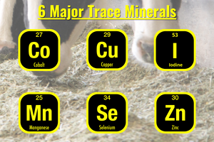 6 minerales traza principales para el ganado