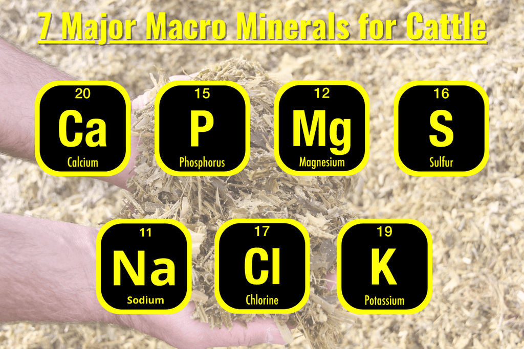 7 Major Macro Minerals for Cattle