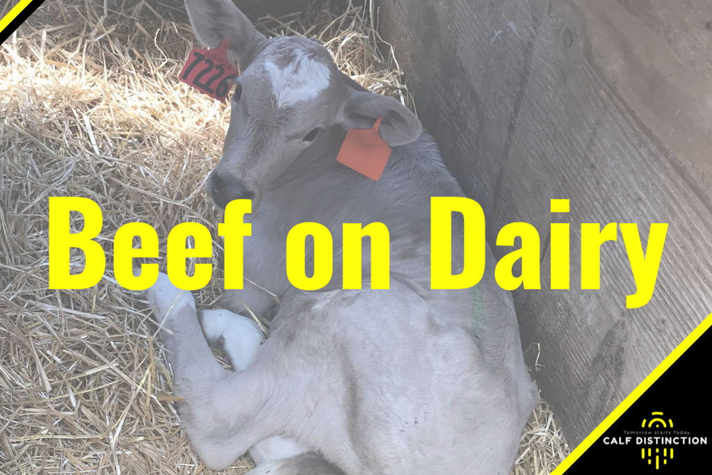 Feeding Beef-On-Dairy Calves