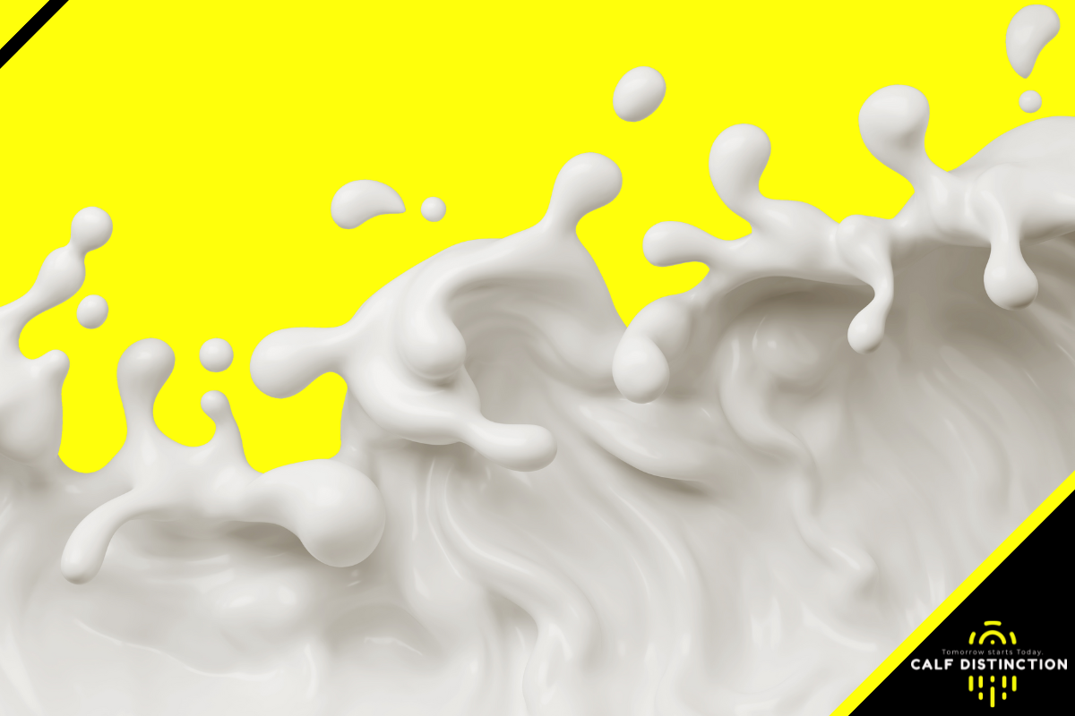 Benefits Of Feeding Transition Milk To Calves Calf Distinction