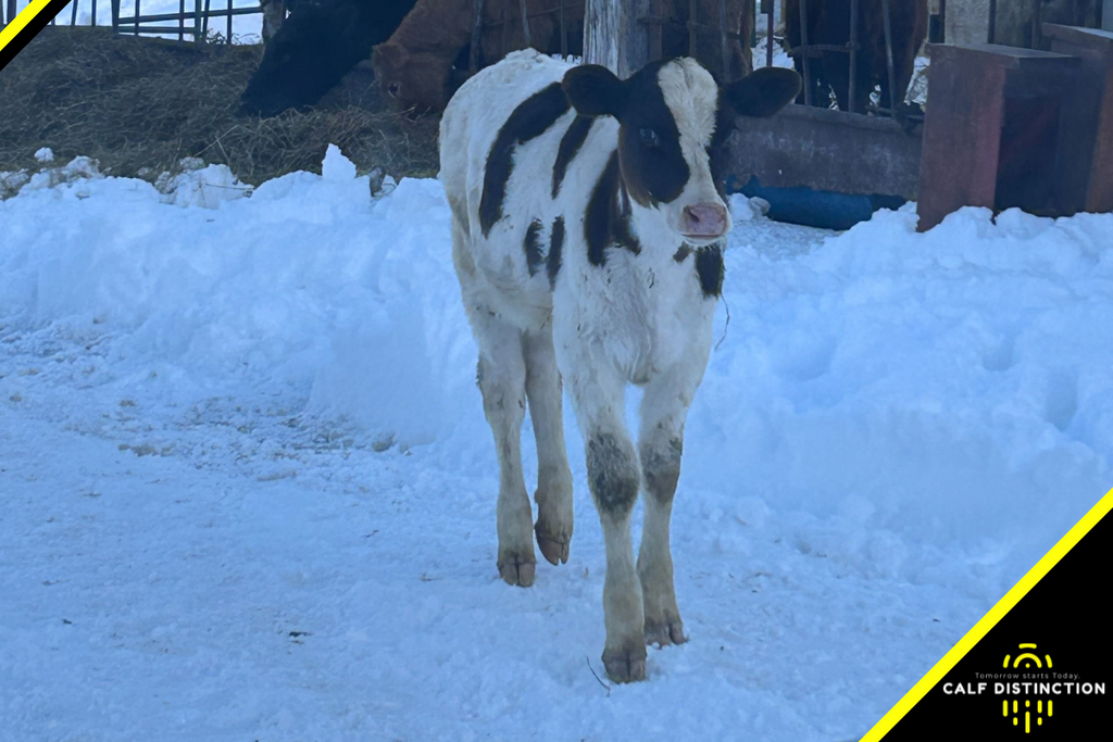Caring for Calves in Cold Weather