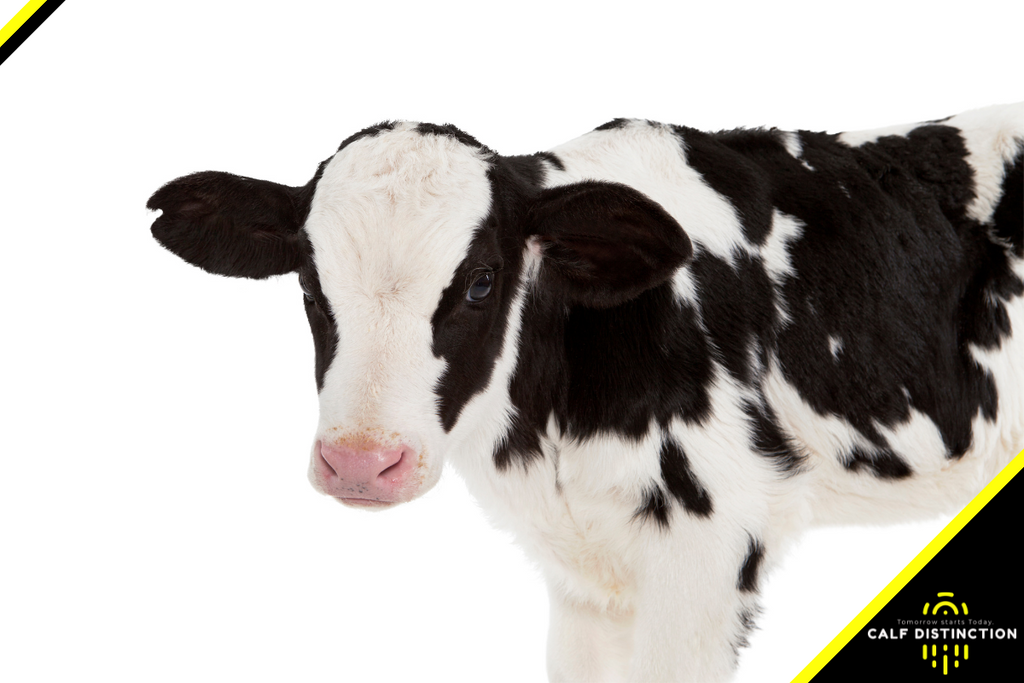 How to measure SUCCESS in your calf raising program
