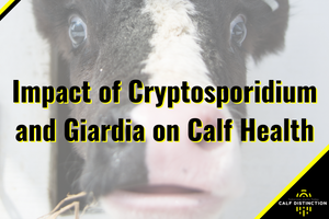 Impacto de Cryptosporidium y Giardia en la salud de los terneros