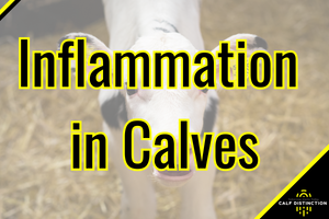 Inflammation in Calves