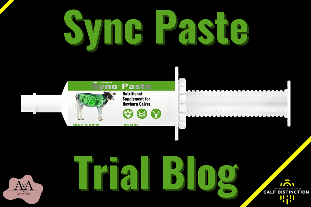 Improve Calf Health and Performance with Sync