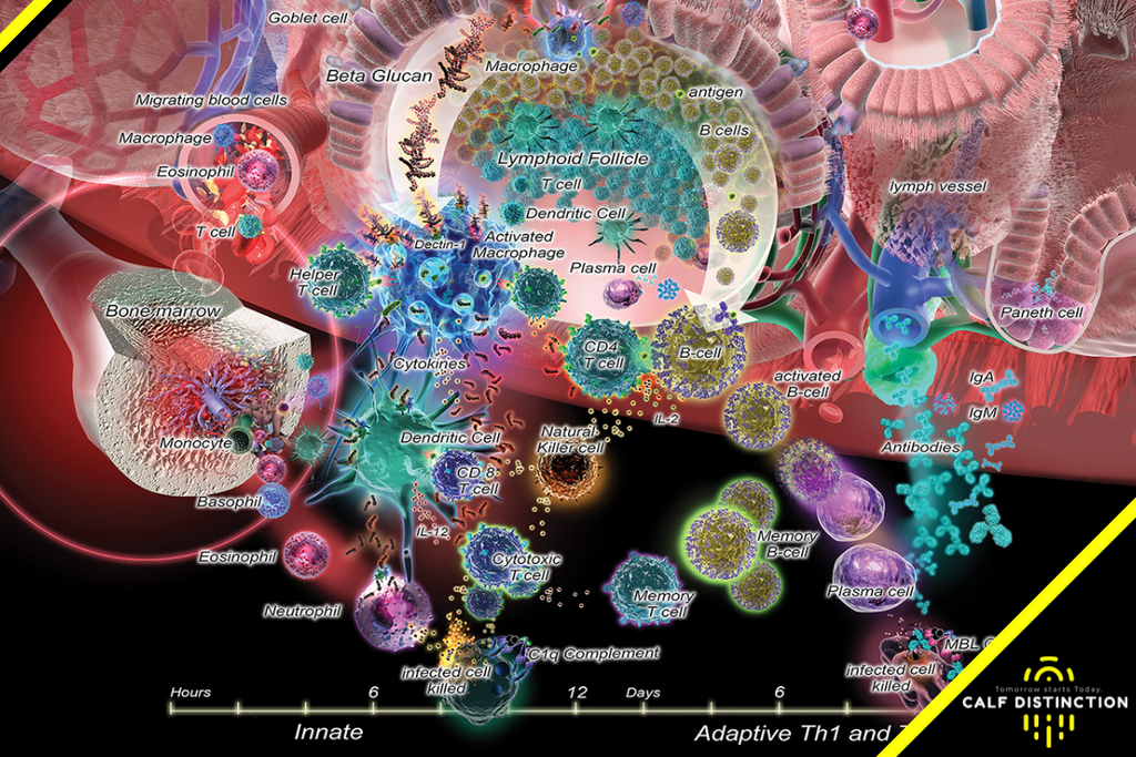 The Cost of an Activated Immune System