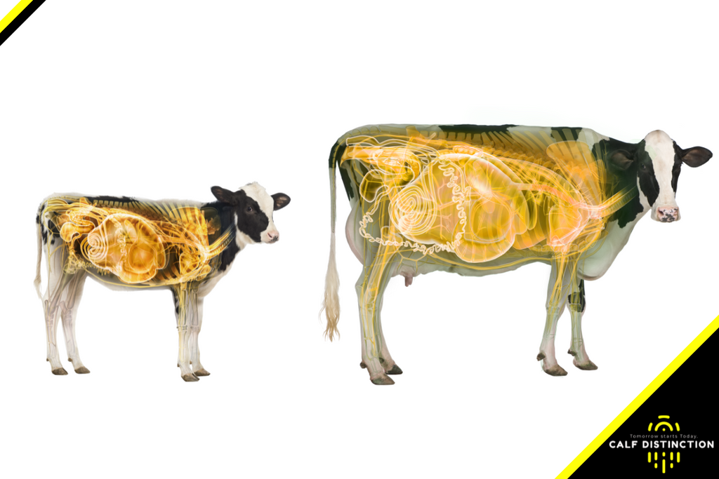Early Ruminants The Transformation from Monogastric to Ruminant – Calf Distinction