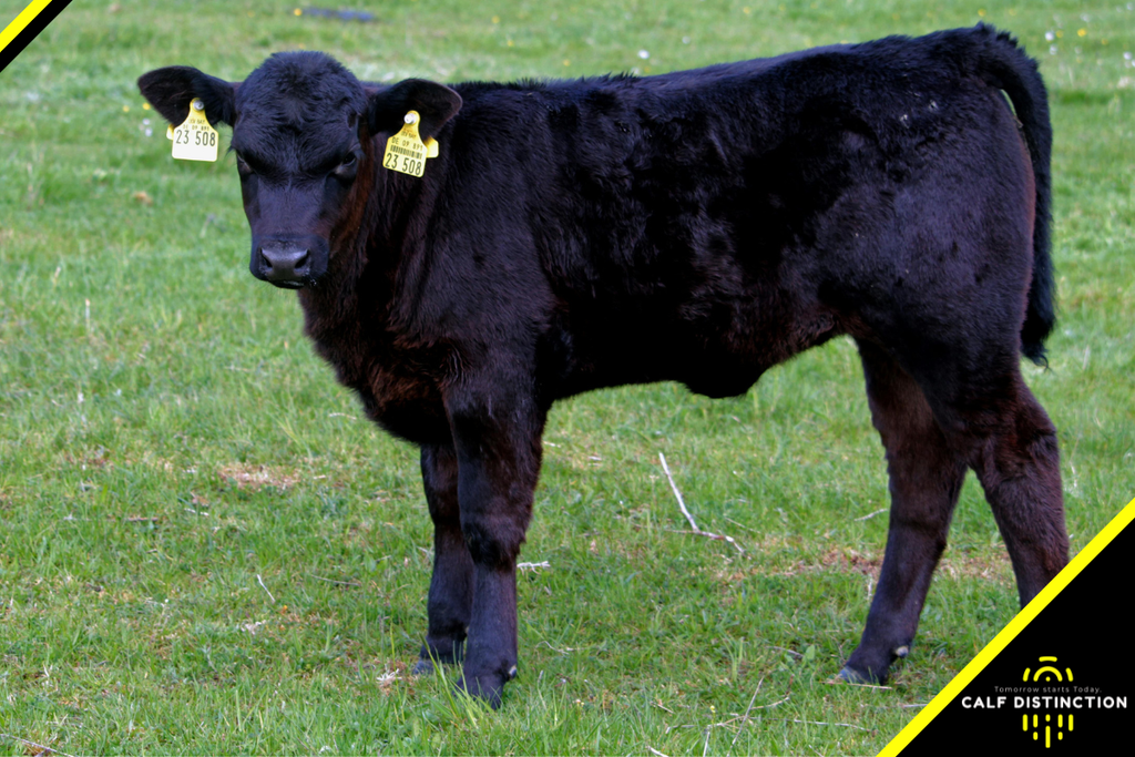 Win Over Your Cattle Buyer: Tips for becoming the favorite beef-on-dairy calf supplier