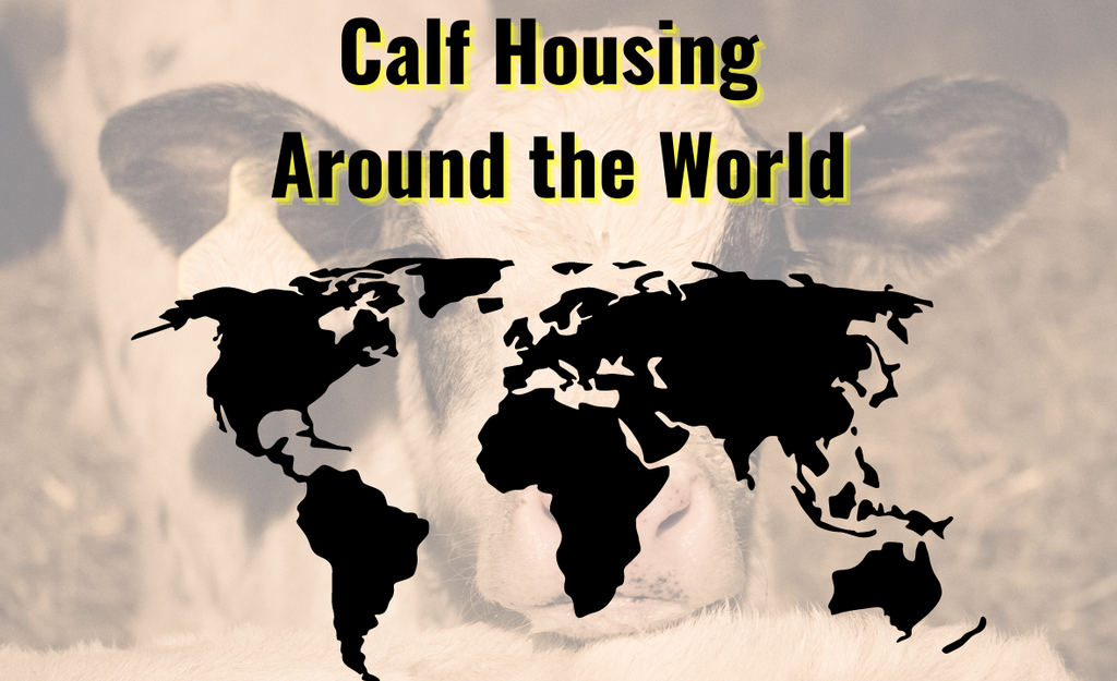 Calf Housing Around the World