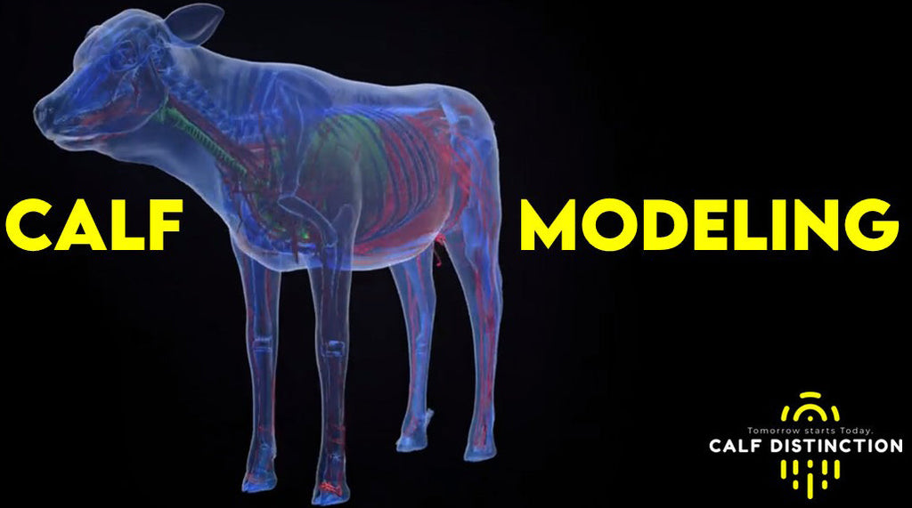 Calf Modeling- Finding the Structure of Excellence!