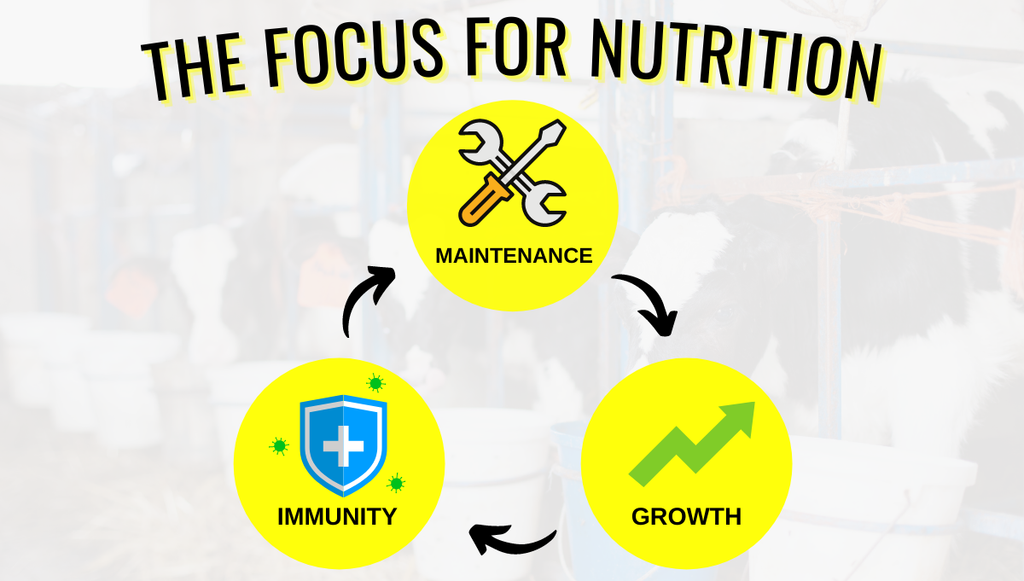 Choosing a Calf Supplement