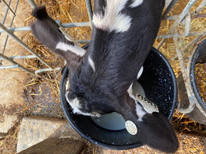 Cría de terneros codificada por colores: sistemas de alimentación con leche