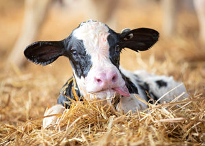 Colostrum Replacer