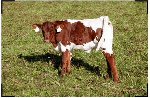 Consideraciones para elegir y criar terneros de biberón para carne