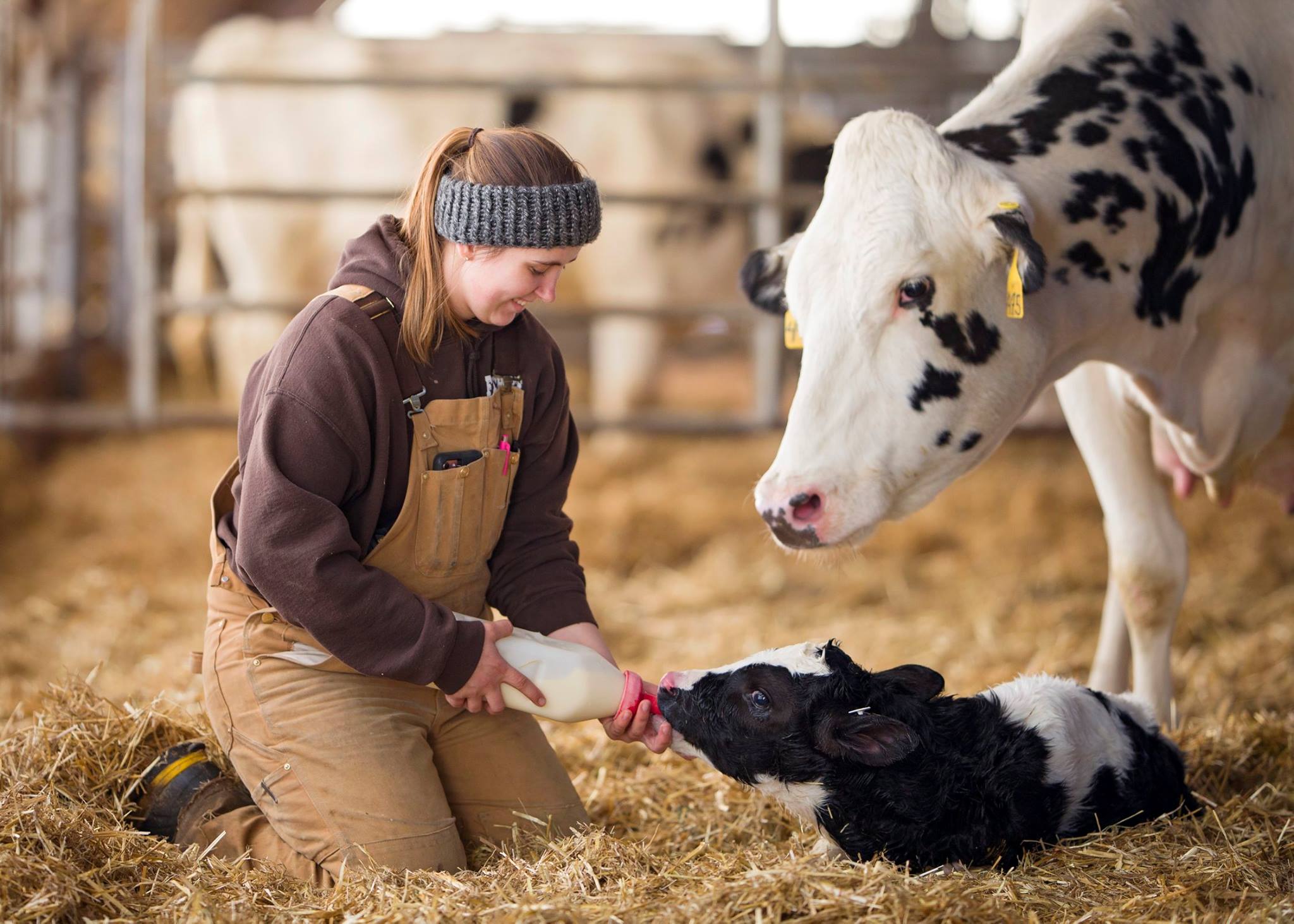 Critical Firsts for the Newborn Calf – Calf Distinction