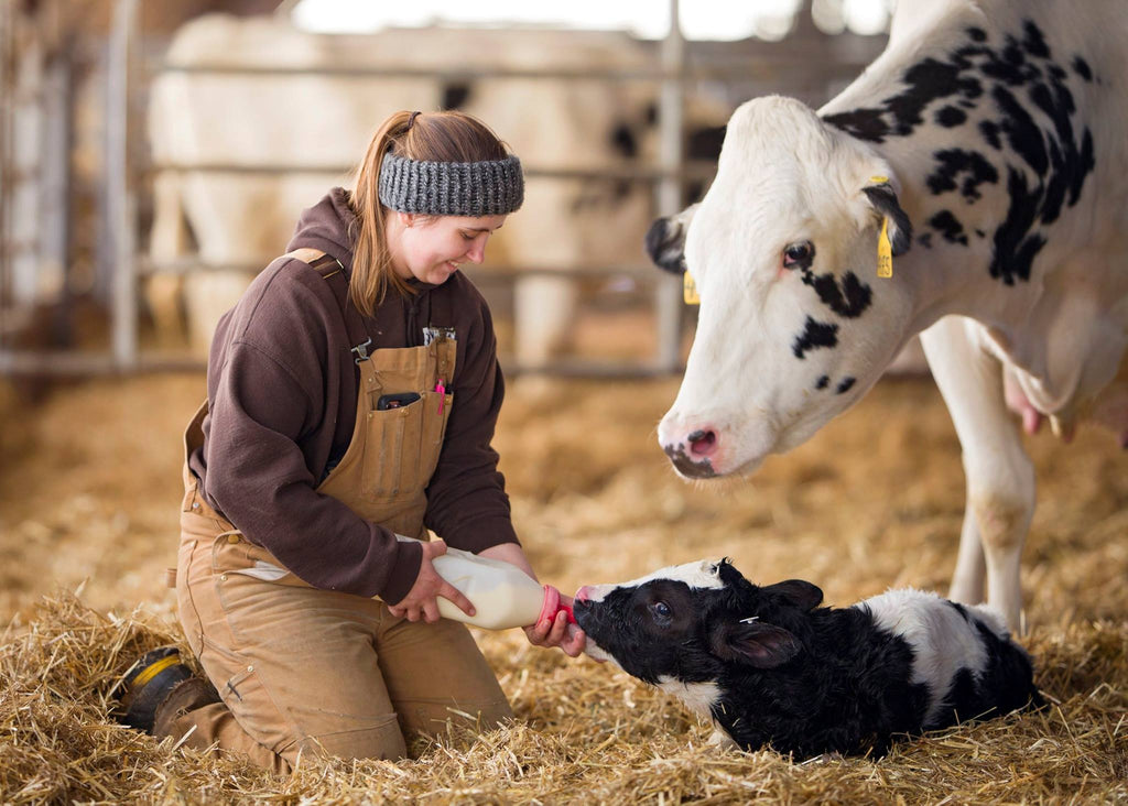 Critical Firsts for the Newborn Calf