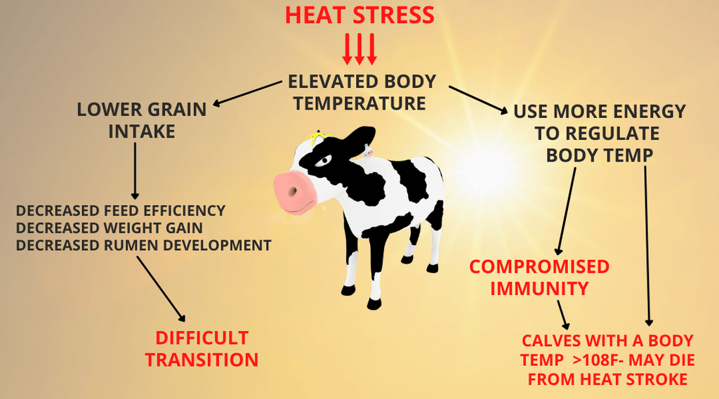Heat Stress in Calves