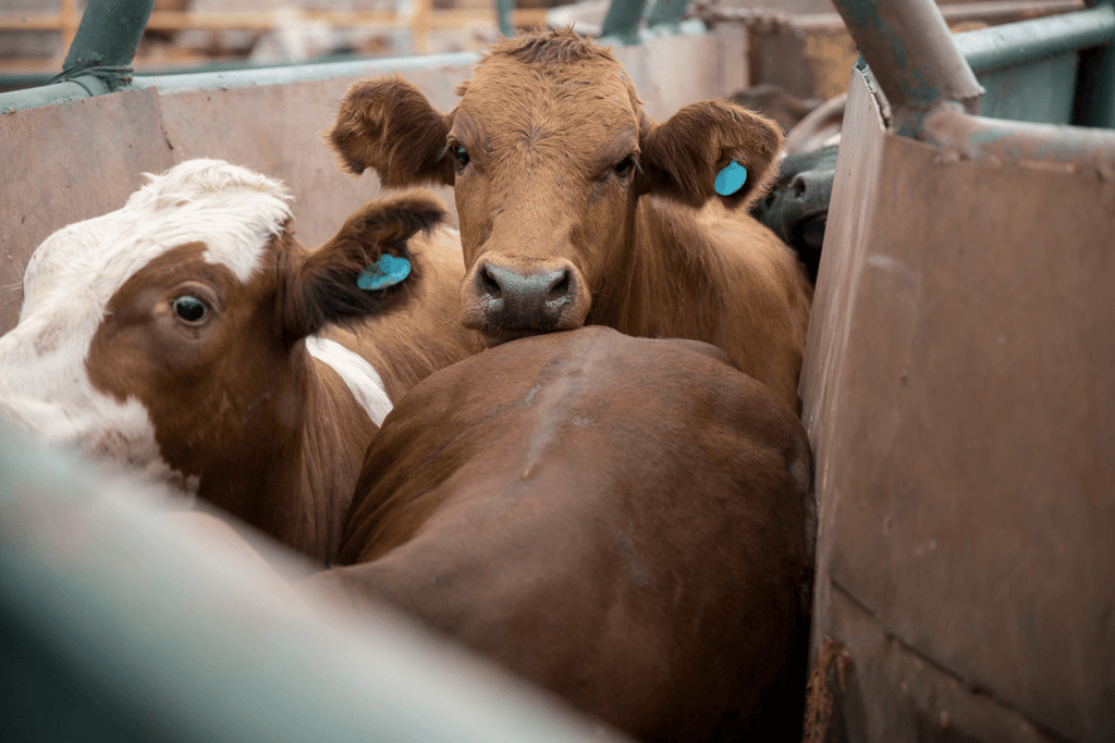 Low Stress Cattle Handling
