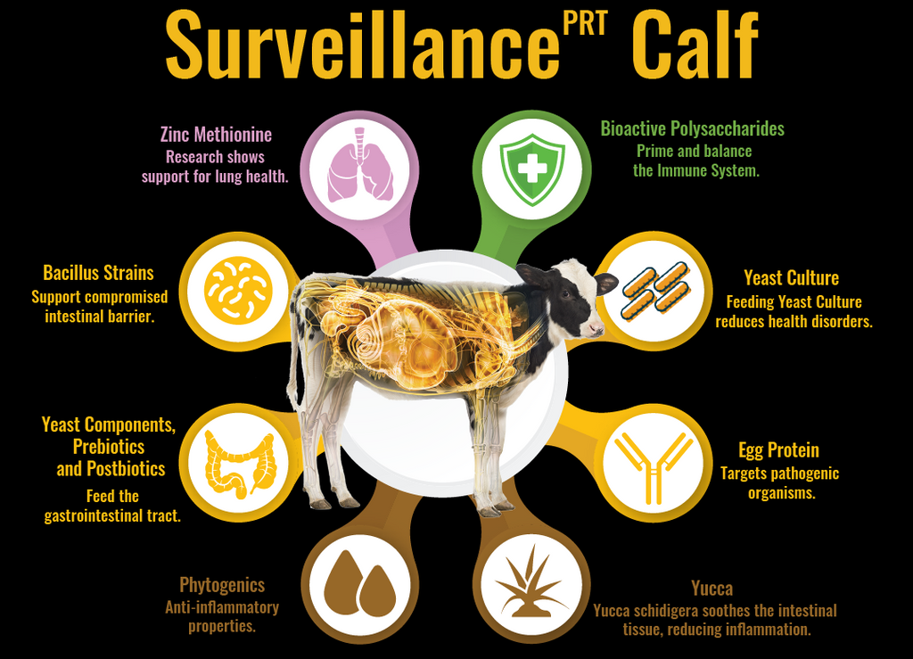 Surveillance Calf- Neonatal Gut Health