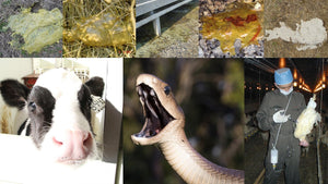 What do a Black Mamba, Chicken Eggs and Covid-19 have to do with Calf Diarrhea?